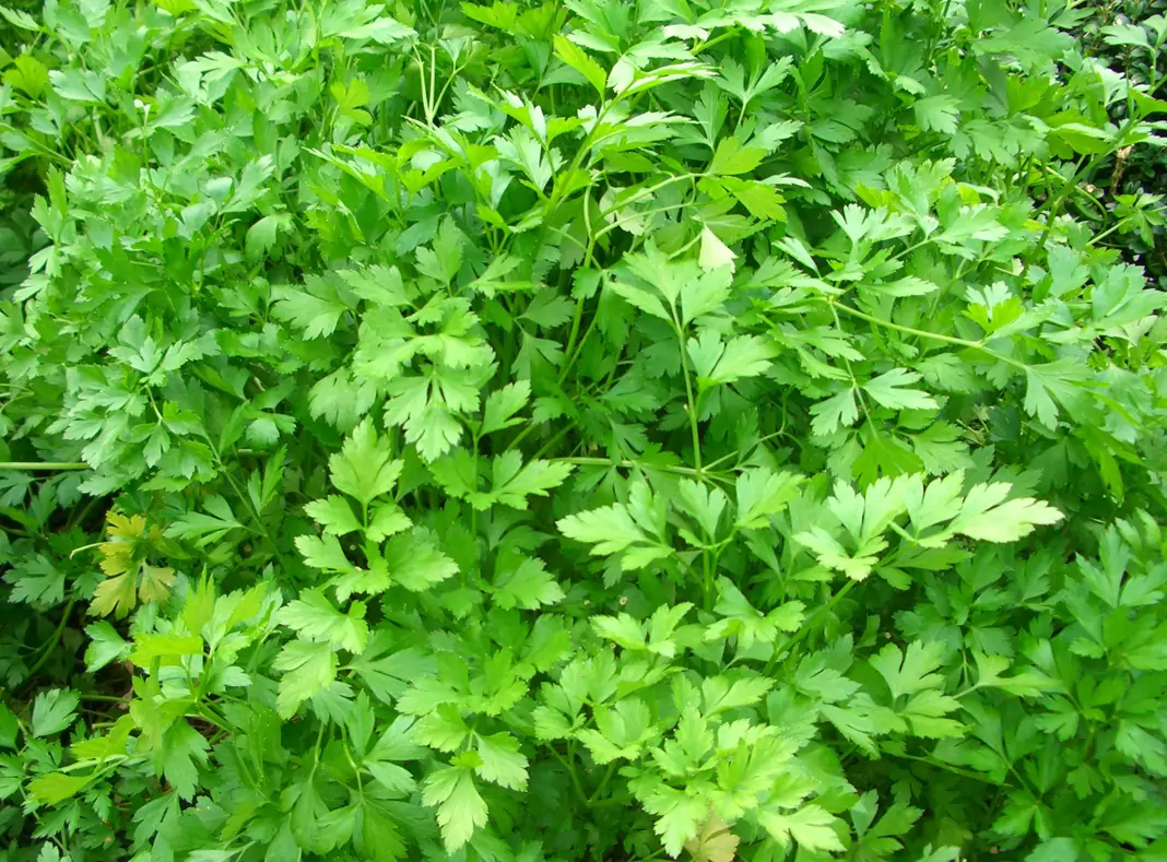 Магданоз (мерудия) Petroselinum crispum (Mill.) D.W.Hill (Petroselinum sativum Hoffm.)