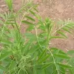 Сладник сладък корен