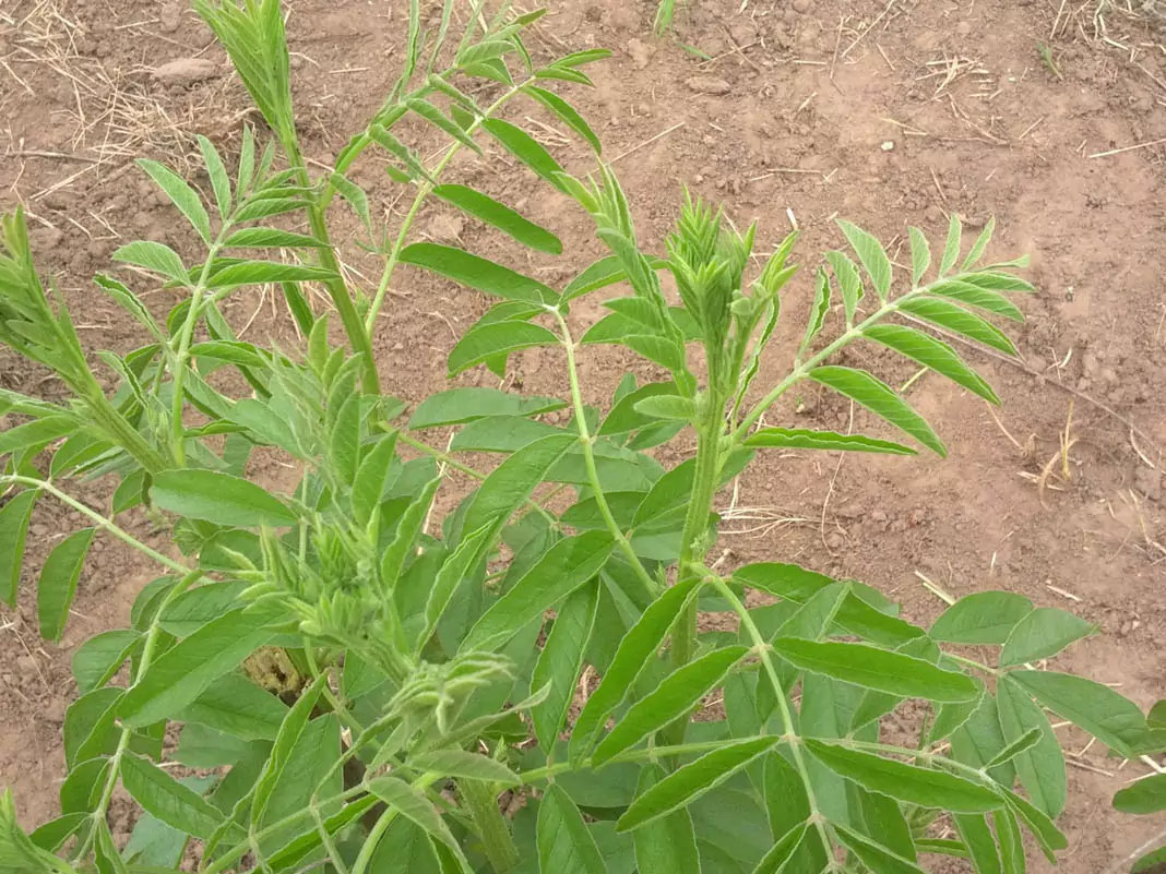 Сладник (сладък корен)