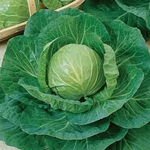 Главесто зеле Brassica oleracea L. var capitata L.