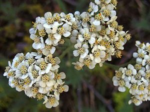 Бял равнец Achillea Millefolium