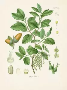 Летен дъб Quercus robur L. (Q. peduncuiata Ehrh)