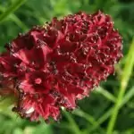 Динка – лечебна Sanguisorba officinalis L.