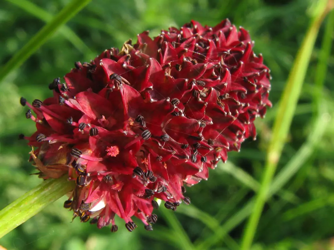 Динка - лечебна Sanguisorba officinalis L.