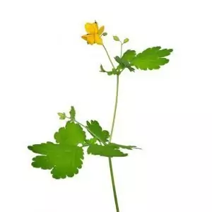 Змийско мляко Chelidonium majus L.