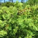 Сибирска хвойна Juniperus sibirica Burgs