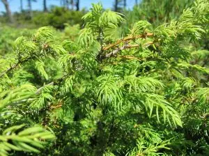 Сибирска хвойна Juniperus sibirica Burgs