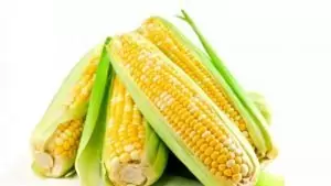 Царевица Zea mays L.