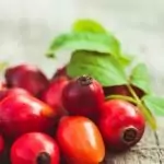 Шипка Rosa Canina