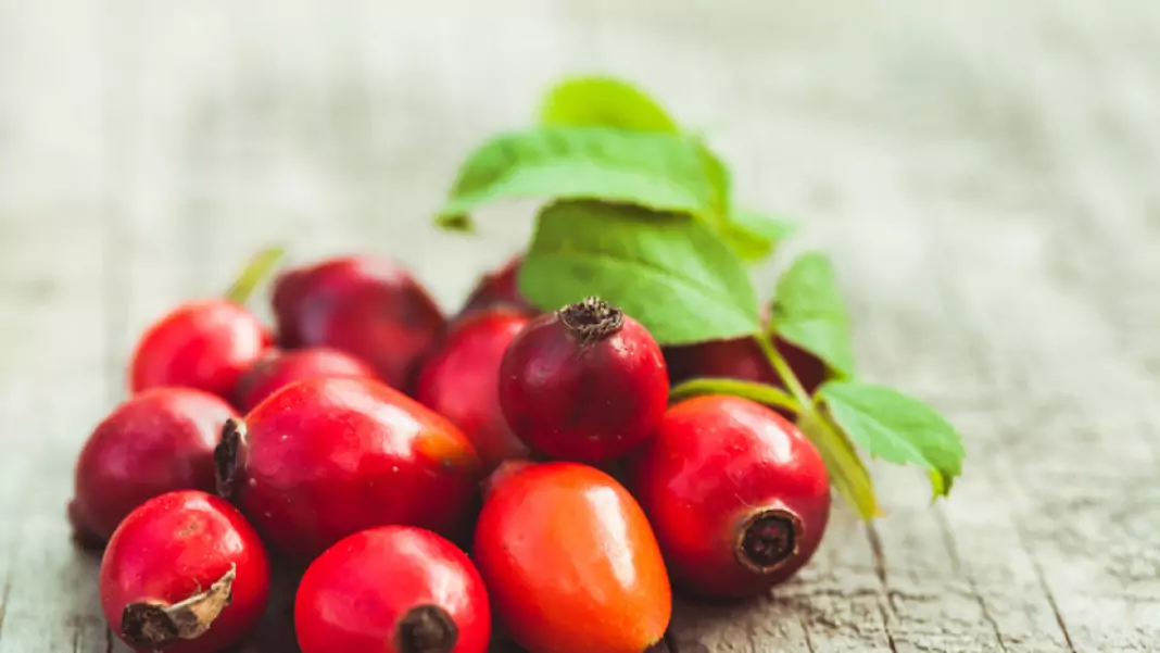 Шипка Rosa Canina