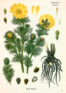 Гороцвет Adonis vernalis L.