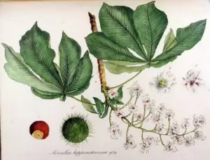 Конски кестен Aesculus hippocastanum L.