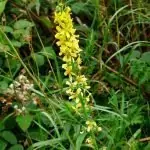 Камшик Agrimonia Eupatoria