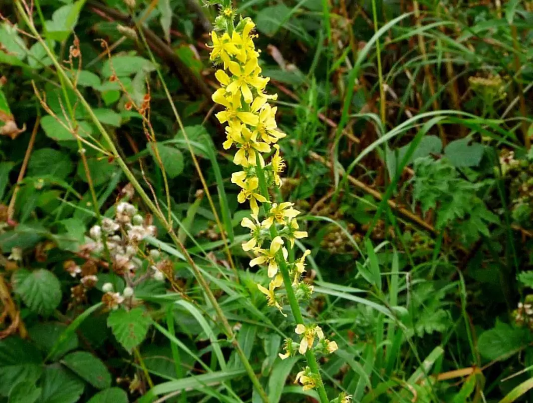 Камшик Agrimonia Eupatoria