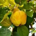 Дюля Cydonia oblonga Mill.