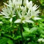 Левурда (мечи лук) Allium ursinum L.
