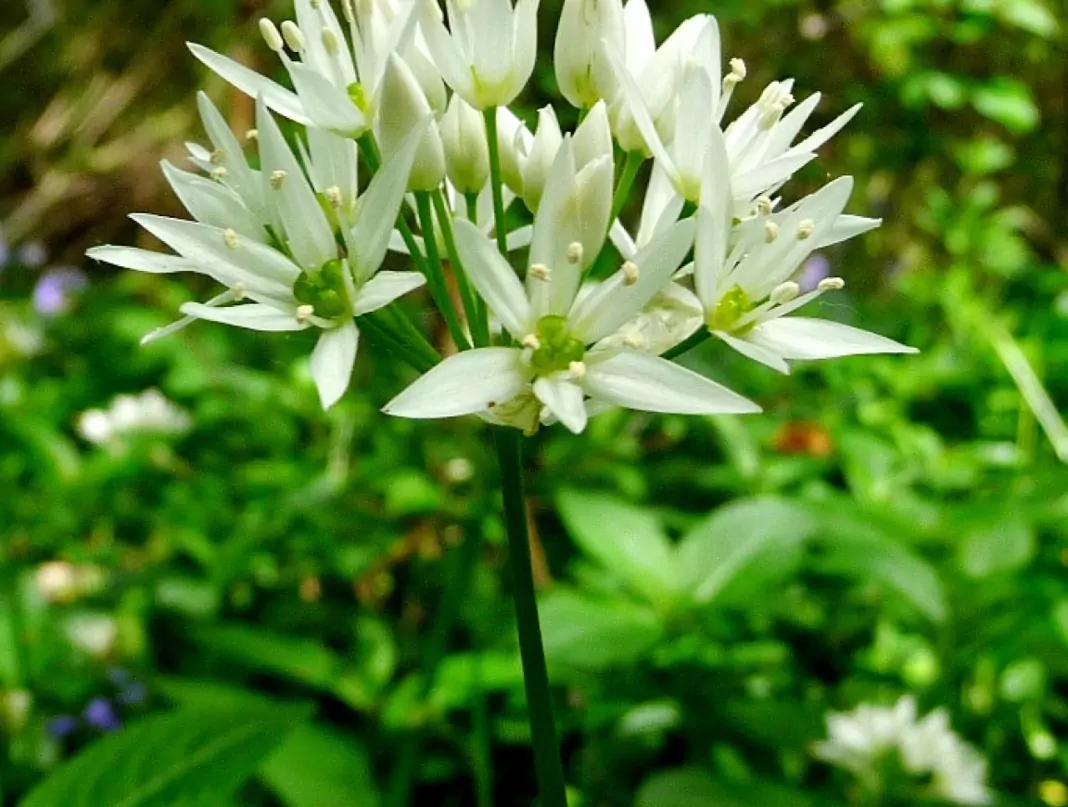 Левурда (мечи лук) Allium ursinum L.