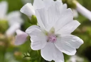 Ружа лечебна