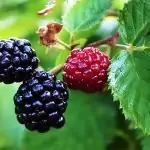 Къпина Rubus L.