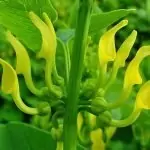 Вълча ябълка Aristolochia clematitis L.