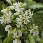 Хрян Armoracia rusticana Gaertn., Meyer et Schreb.