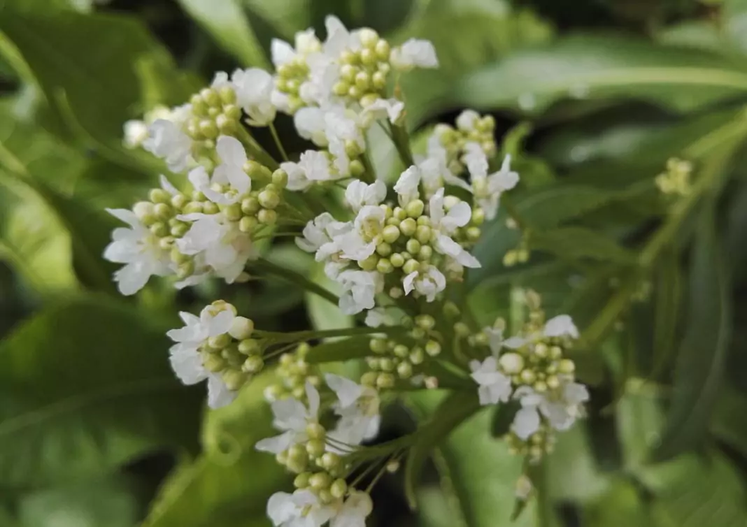 Хрян Armoracia rusticana Gaertn., Meyer et Schreb.