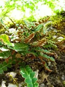 Златиста папрат Ceterach officinarum DC