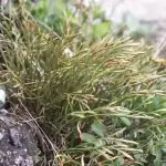 Северно изтравниче Asplenium septentrionale