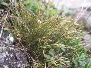 Северно изтравниче Asplenium septentrionale