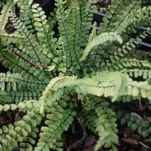 Обикновено изтравниче Asplenium trichomanes