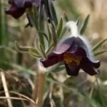 Котенце (съсънка) Pulsatilla pratensis (L.) Mill. (Anemone pratensis L.)