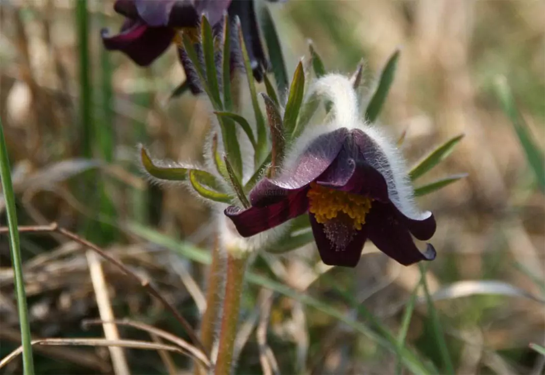 Котенце (съсънка) Pulsatilla pratensis (L.) Mill. (Anemone pratensis L.)
