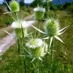 Петнист бял трън Silybum marianum