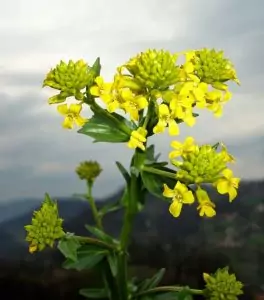 Обикновена злина Barbarea vulgaris R. Br.