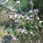 Медуница (меча пита)