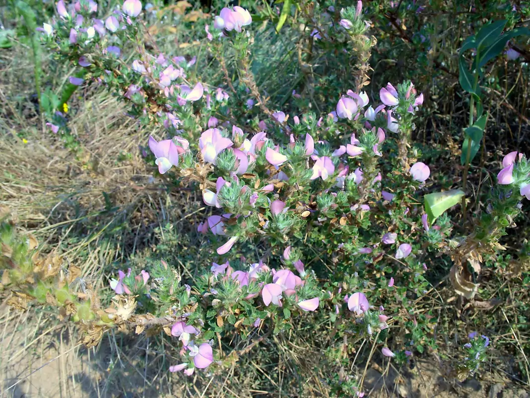 Медуница (меча пита)