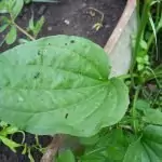 Широколист жиловлек Plantago major L.