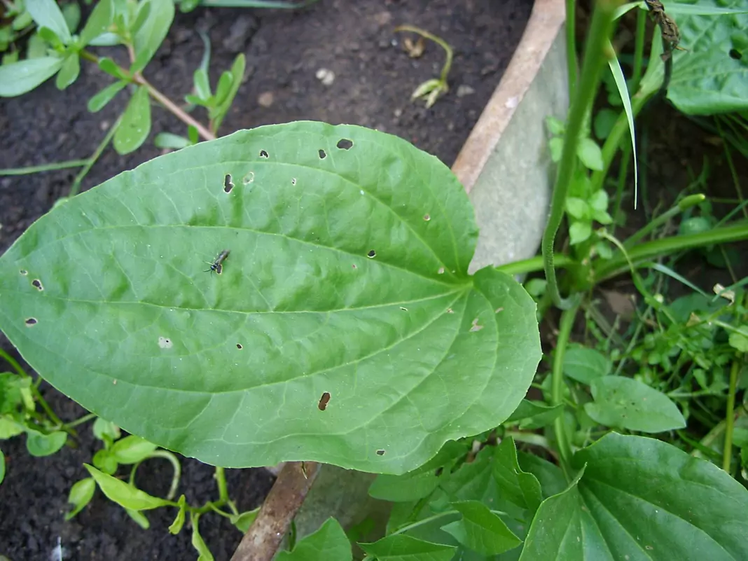 Широколист жиловлек Plantago major L.