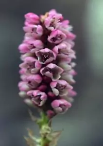 Кървавиче Bistorta major S. F. Gray (Polygonum bistorta L.)