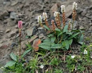 Кървавиче Bistorta major S. F. Gray (Polygonum bistorta L.)