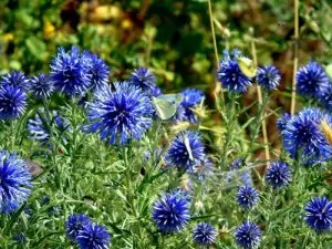 Челядник Echinops ritro L.