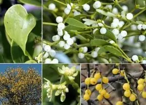 Бял имел Viscum album L.