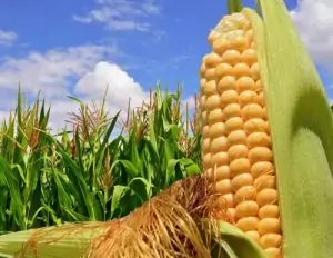 Царевица Zea mays L.
