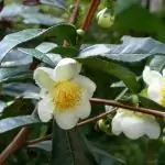 Китайски чай Camellia sinensis (L.) O. Kuntze (Thea sinensis L.)