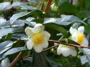 Китайски чай Camellia sinensis (L.) O. Kuntze (Thea sinensis L.)