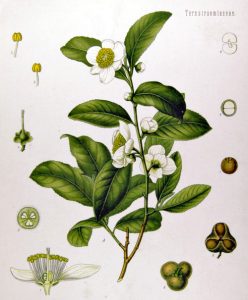 Китайски чай Camellia sinensis (L.) O. Kuntze (Thea sinensis L.)