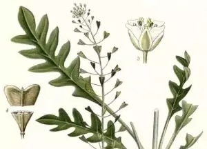 Овчарска торбичка Capsella Bursa Pastoris