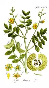Сена (касия) Cassia senna L.(Cassia acutifolia Del) и Cassia angustifolia Vahl