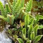 Златиста папрат Ceterach officinarum DC