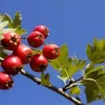 Глог Crataegus Monogyna